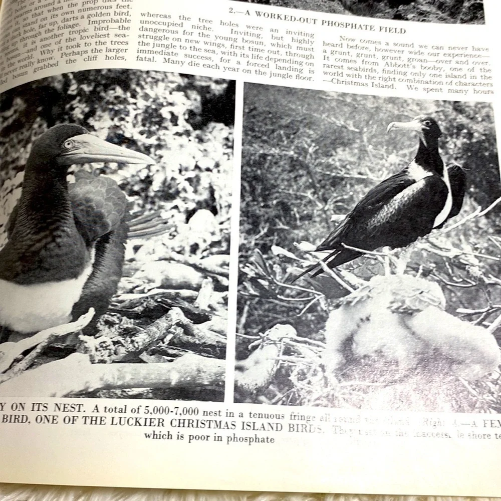 COUNTRY LIFE MAGAZINE VINTAGE WILD LIFE NUMBER ENGLAND April 1971